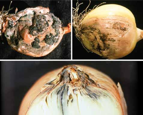 NECK ROT OR BOTRYTIS