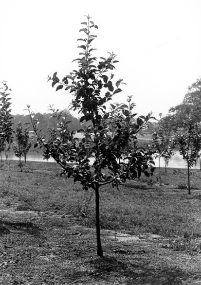 5 6 shorter by dormant pruning than the layer below it. A properly trained and pruned central leader tree should conform to roughly a pyramidal (Christmas tree) shape.