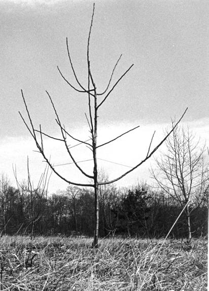 Often, the previous owner did not take the time to properly prune the tree and the result is similar to Figure 8 (page 7). The tree has become bushy and weak and will produce very poor quality apples.