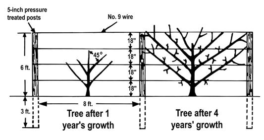 To train trees to a trellis, start by planting the trees midway between the posts (Figure 10). Remember to keep the graft union above the ground.