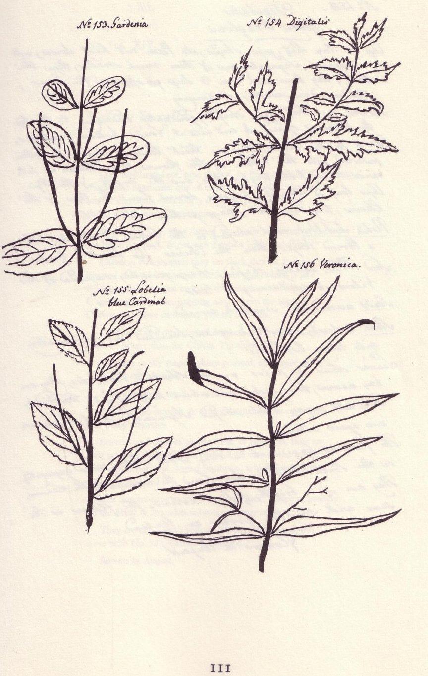 The image to the left is an actual impression of a plant in the coffee family first illustrated by Jane Colden. She named the plant Gardeni