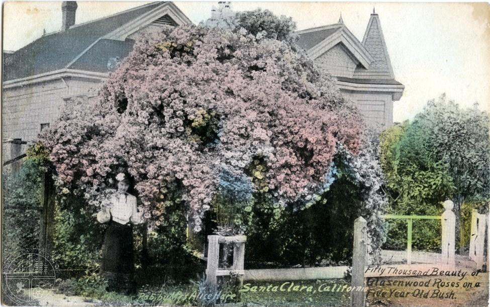 [121] Glazenwood Roses, Santa Clara. Mrs. Hare photographed roses and one of her most popular postcards shows a rose known at the time as Beauty of Glazenwood.