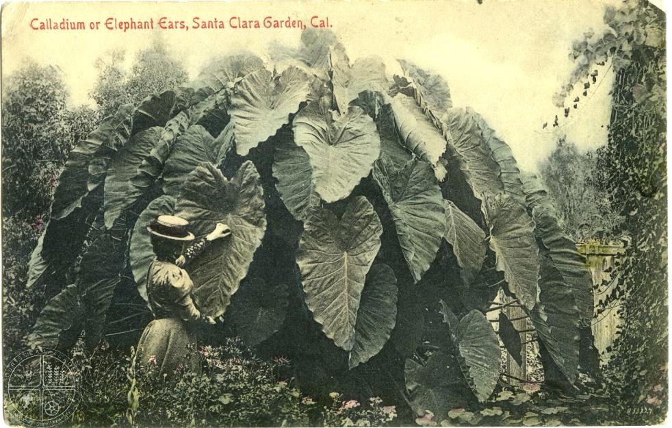 [122] Caladium or Elephant's Ears. Gardeners in the Victorian era enjoyed the challenge of cultivating tender plants from exotic areas.