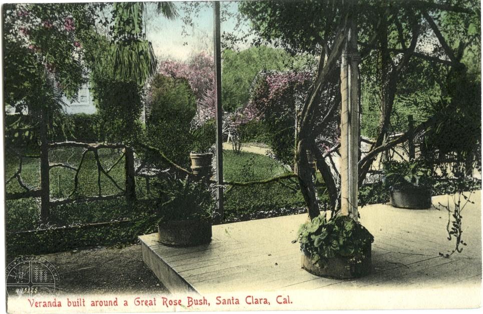 [126] Veranda Built Around a Great Rose Bush. As an active community member in the small town of Santa Clara, Mrs. Hare had access to the gardens of many of her neighbors.