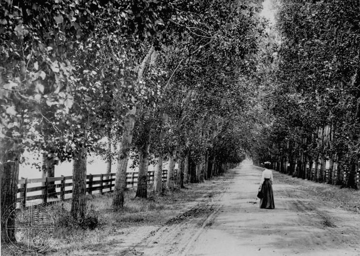 [127] View of Unidentified Woman on Poplar Lined Road. It is probable that this lovely image is the one that brought Mrs.