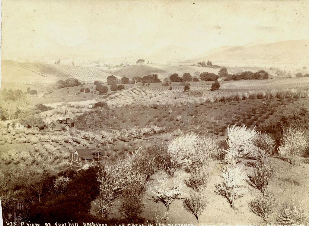 [113] View of the Santa Clara Valley in the Hills between Saratoga and Los Gatos. Mrs. Alice Iola Hare (1859-1942) was a Santa Clara photographer who made systematic studies of her community.