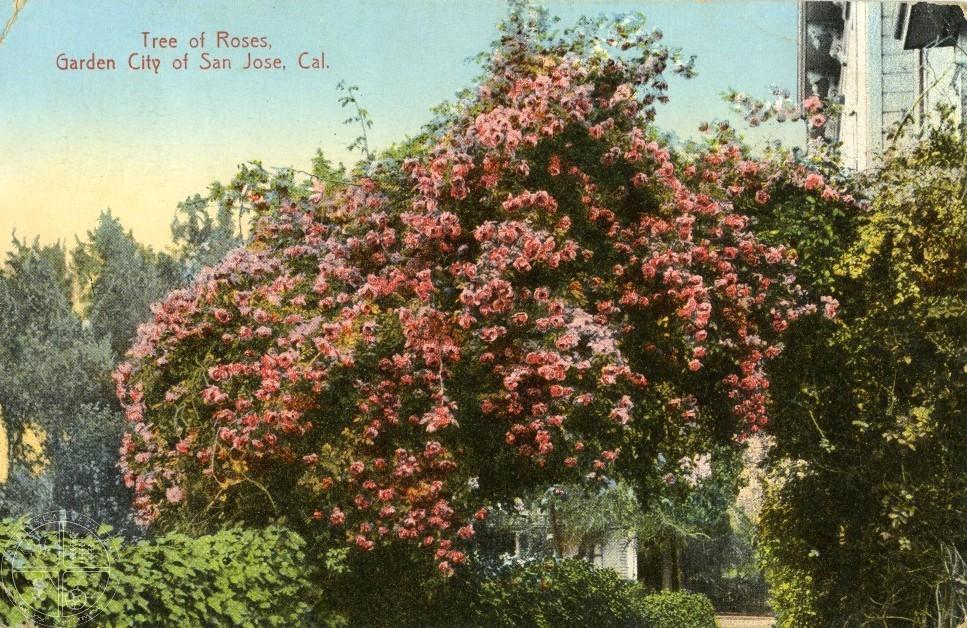 [114] Tree of Roses, Garden City of San Jose. Mrs. Hare received a reasonable measure of notice in her time.