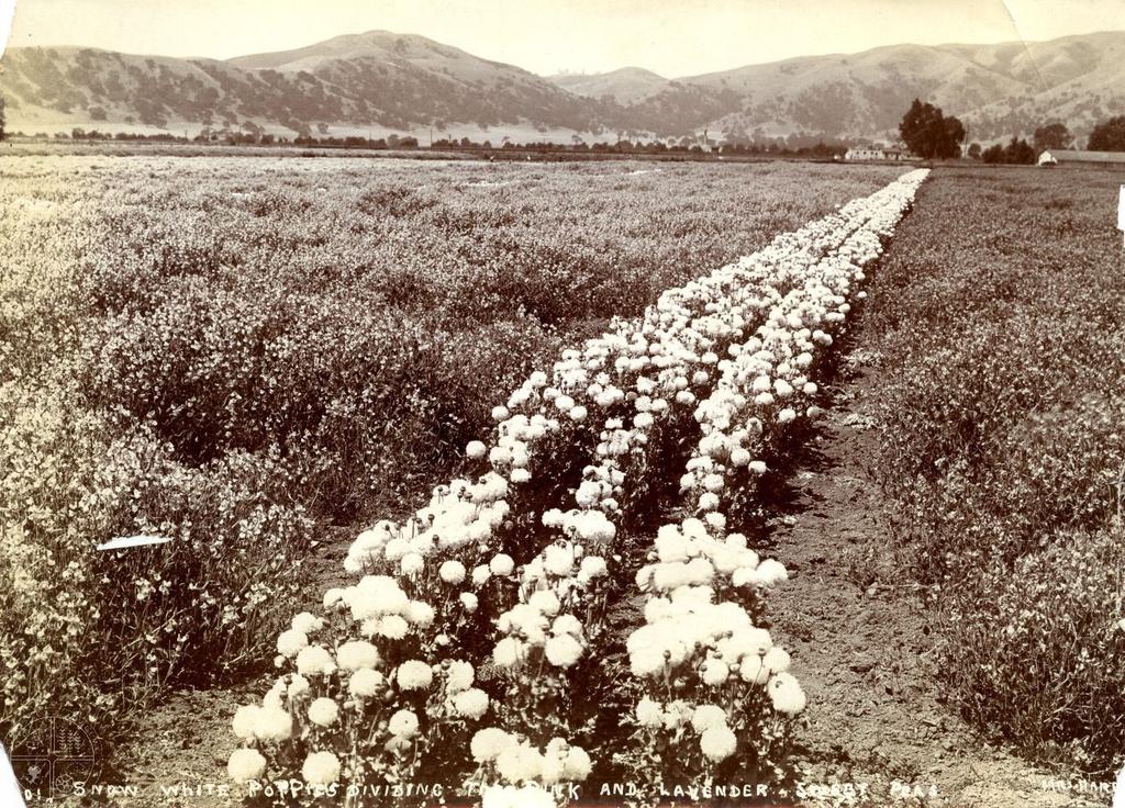 Images on file at the Smith-Layton Archive, Sourisseau Academy for State and Local History [117] Snow White Poppies, 1905.