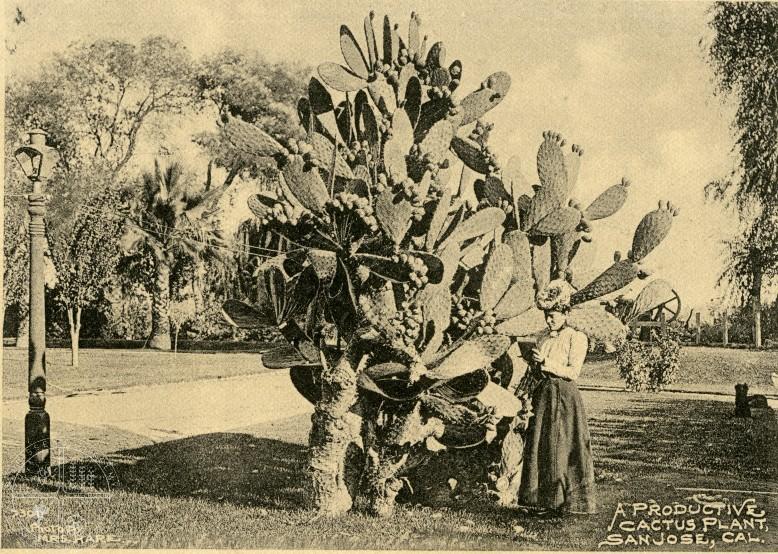 [118] A Productive Cactus Plant, c1910. This spectacular Opuntia cactus is a local relic from Spanish colonial days, when Californios planted rows of cacti to serve as fencing.