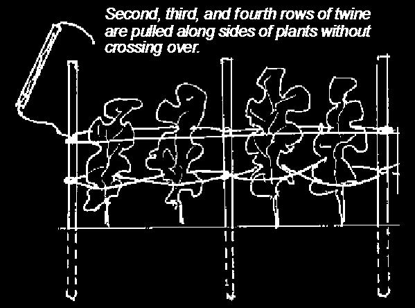 Figure 3. The stake and weave method. University of Kentucky Figure 4. Tripod trellis.