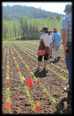 Planning your trial Popular and important commercial varieties in your region OP and F standards Potential breeding material Your own material Susceptible and resistant varieties Experimentation vs.
