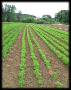 Soil = Environmental Variation B B B B B B B B 2 4 B B 2 4 B B 2 4 B B B B B B B B Consistent Field Conditions Consider: Soil type Irrigation Cultivation Fertility Harvesting Mid-field, same crop