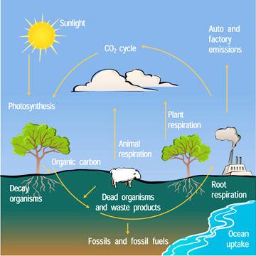 All living cells are carbon based but only a few organisms are able to transform carbon dioxide into organic carbon that can be used to build cells.