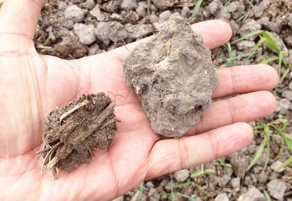Functions: Though small in proportion to the entire soil mass by weight, organic matter is linked to important functions in the soils directly or indirectly and is critical to maximizing biological