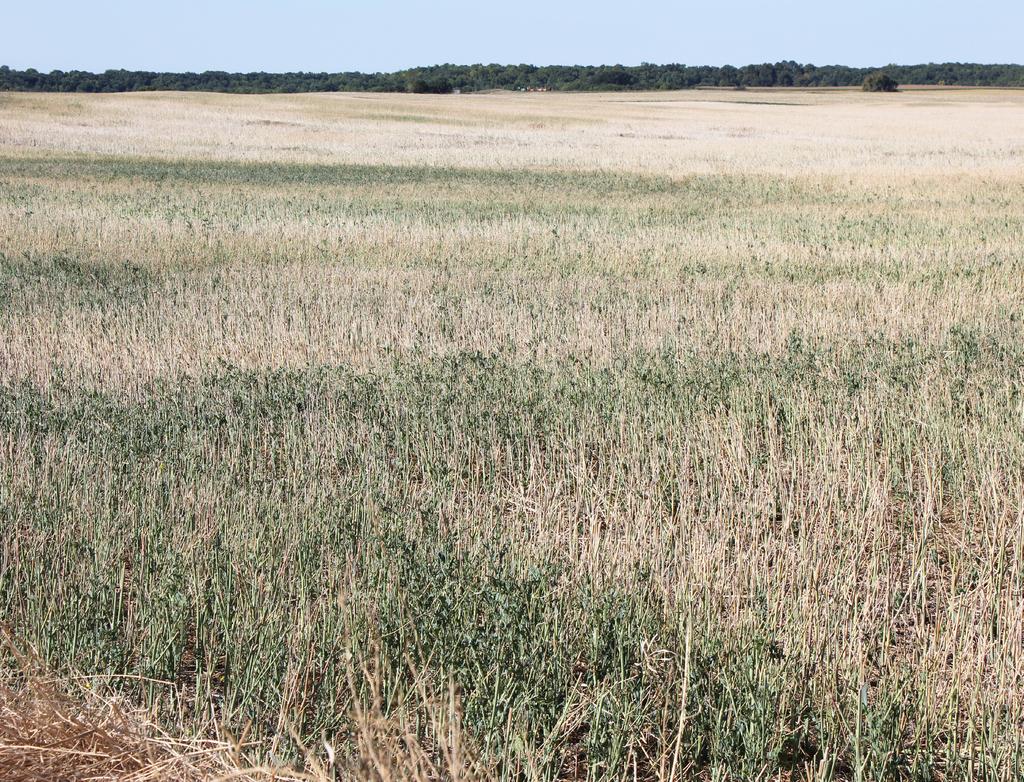 Practices That Can Increase Soil Organic Matter Levels: (The Importance of Soil Organic Matter in Cropping Systems of the Northern Great Plains, Overstreet and DeJong-Huges, University of Minnesota