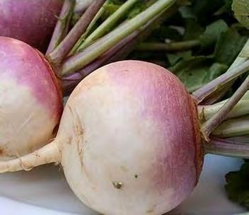 turnip,