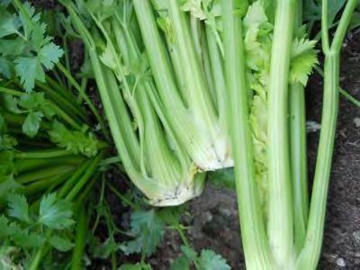 Celery The stalk crop Needs to be blanched