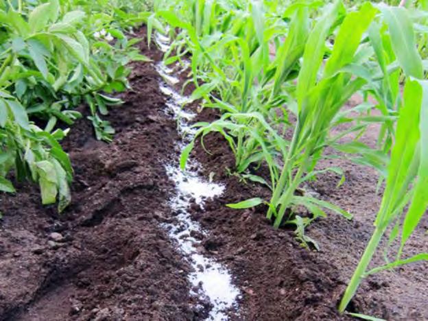 Side Dressing 1. Make a shallow furrow about 6-8 from the base of the plant. 2.
