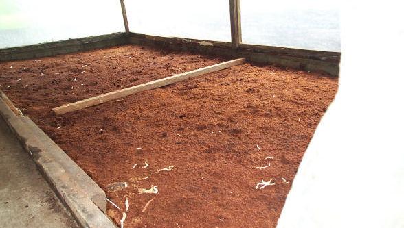 STEP 2. FILLING OF CHAMBERS Propagators are filled three quarter-full with steam-sterilized fine sawdust. Steam sterilization of sawdust can be performed as follows using an oil drum.