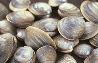 unshucked live shellfish, pasteurized milk and milk products in
