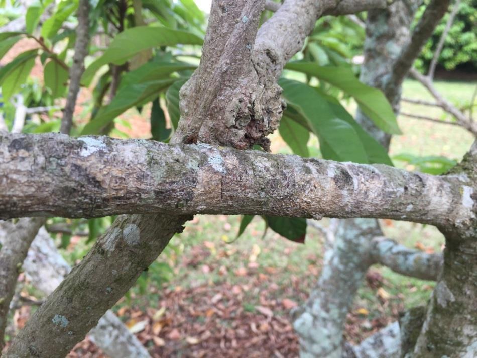 This area has callus cells that will help the tree to properly heal after a cut. Crossed branches are unhealthy.