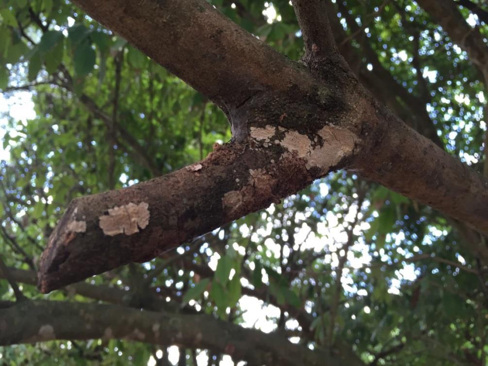 Dead wood offers a prime entry point for wood borers, as well as pathogens that can damage your tree.