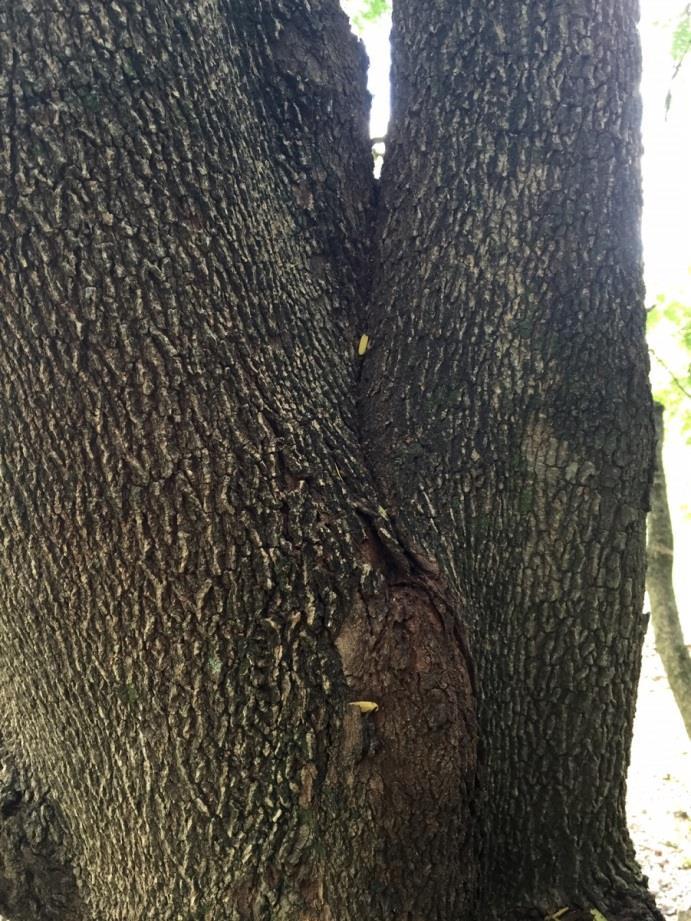 Included bark occurs when two branches or trunks grow so close that they superficially join and create a narrow V as their width increases and they grow into each other making the trunks and limbs