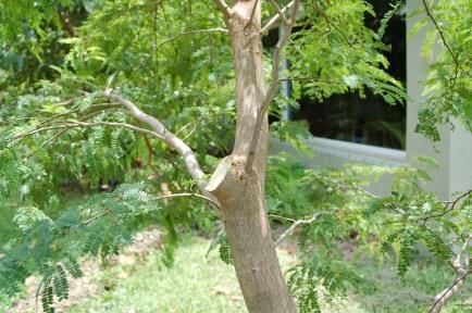 3) The final cut removes any remaining portion of the limb. This cut should leave only the branch collar attached to the tree.