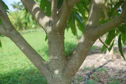 This will result in the rejuvenation of the overall canopy of the fruit tree as well as help to control tree height.