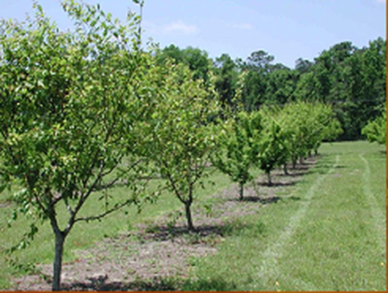 Training and Pruning Florida Peaches, Nectarines, and Plums 2 Pruning at Planting Figure 2. Plum trees trained to a modified central leader.