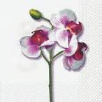 orchid Classic