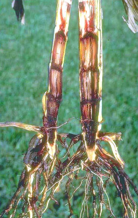 Fusarium Stalk Rot Shredded inner stalk Tissue color may be red, purple, or tan Cool,