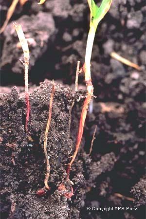 Root rots on sorghum are generally not
