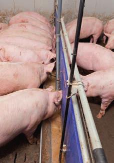 HydroMix the modern liquid feeding system The Big Dutchman feeding system HydroMix is an extremely flexible modular system to provide sows, piglets and finishing pigs with liquid feed.