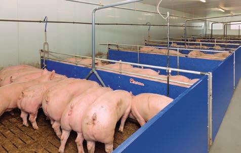 Efficient feeding strategies for pig production Restricted feeding with feeding time control For restricted feeding from a longitudinal trough, feed is supplied two to four times per day.