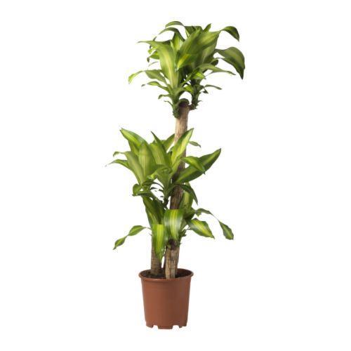 Dracaena massangeana Corn plant Originates from Costa Rica. Prefers a warm climate. Sensitive to draught and low s, Easy care plant. Ideal bedroom plant.