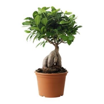 Ficus microcarpa Ginseng Originates from South East Asia. Ficus is Latin for fig. The trunk/root looks like the root of the Eastern herb ginseng.