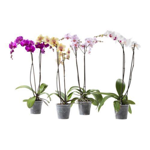 Phalaenopsis Moth Orchid Originates from the rainforests of Asia. The Greek phalaina stands for moth and opsis for look like. Grows on trees in the nature (epiphyte).