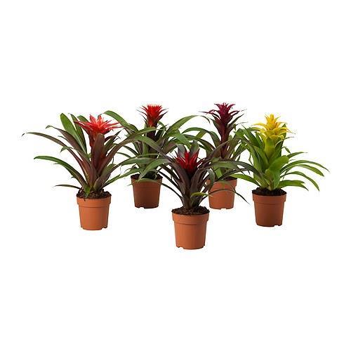 Guzmania Scarlet Star Originate from the tropical rainforests of South America where Bromeliads dwell among Orchids in the trees or on the forest floor.