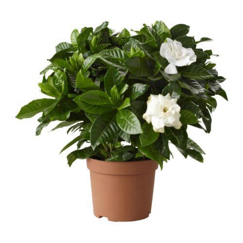 Gardenia jasminoides Scented Gardenia Originally native to Asia and Africa. Fragrant white flowers and glossy leaves. The flowers were formerly used as buttonhole flower.