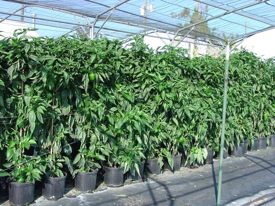 Bell pepper plants growing in soilless media.