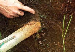 Step 3 Find the topmost root and treat defects Choose a tree whose topmost root emerges from the trunk visibly, at or slightly above the surface. Not all root balls come from the nursery like that.