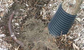 To check for root defects such as circling and kinked roots in containers or field-grown trees, you might have to displace or remove soil and media from the top of the root ball, especially near the