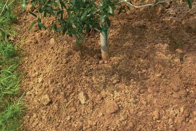 When the planting hole is filled with soil, the root ball should remain 1 inch (small trees) to 3 inches (larger trees) above the backfill soil.
