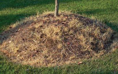 difficult to keep tidy and clean, and often work their way into the soil. If turf grass grows up to the trunk, trees often perform poorly.