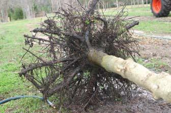 trunk diameter, or even larger. Cut roots at the point where they begin to circle so new roots that grow from the cut will point more-or-less away from the trunk.