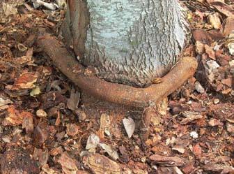 Some defects are so severe that removal may not be possible; or the defect might have already killed the cambium on that side of the tree.