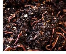 Vermicomposting cont d 1. Put damp (not wet) worm bedding (sawdust, dried leaves, shredded newspaper, etc.) in a bin (can be homemade, but must have air holes) until the bin is ¾ full. 2.