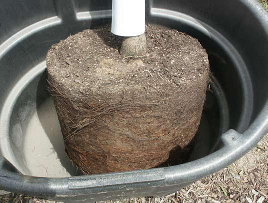 though, breaks roots, so handle these trees with care. B&B plants are much more expensive than bare-root trees and are much heavier, but generally survive better.