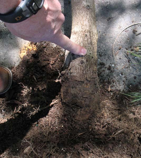 not bend or kink roots to make them fit. If roots are too long for the hole dig it wider or, as a last resort, cut off some root length with sharp pruners.